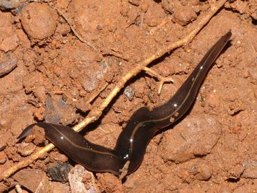 Nieuw-Guineese landplatworm (Platydemus manokwari)