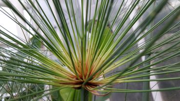 Cyperus papyrus
