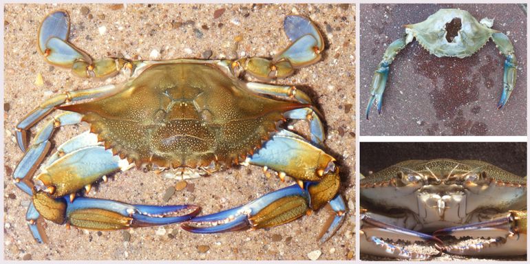 Blauwe zwemkrabben uit Nederland. Links en rechtsonder: mannetje, 8/9/1992, fuik in Amerikahaven (bron: Martin Melchers); rechtsboven: fragment van het strand bij Katwijk op 6/4/2015 