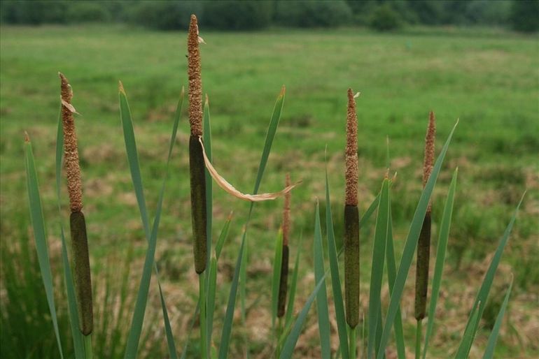 Bloeiende grote lisdodde