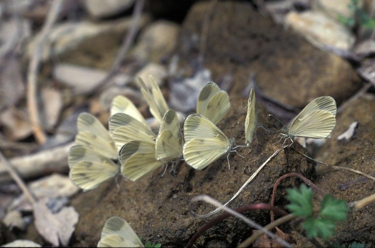 Behalve van nectar 'drinken' boswitjes ook regelmatig op uitwerpselen van dieren, om hun mineralen aan te vullen