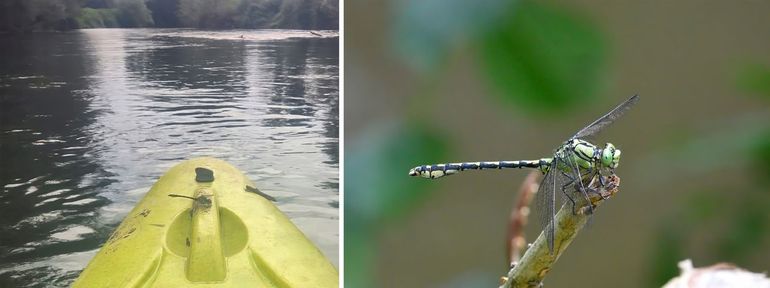 Gaffellibel op de kano (links). Meestal zijn gaffellibellen goed te herkennen aan de grasgroene kleur van kop, borststuk en het eerste deel van het achterlijf