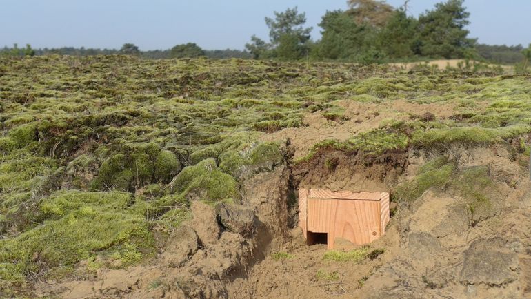 De komende twee jaar wordt onderzocht of tapuiten de nestkasten weten te vinden