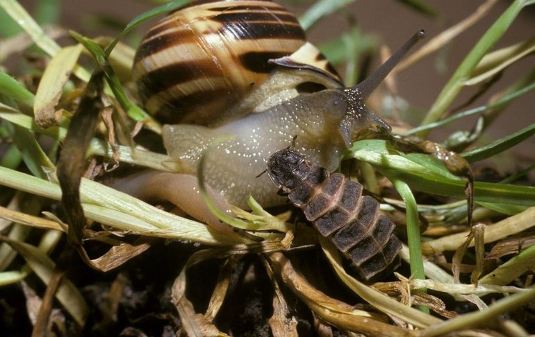 De larve van de grote glimworm is een slakkenverslinder