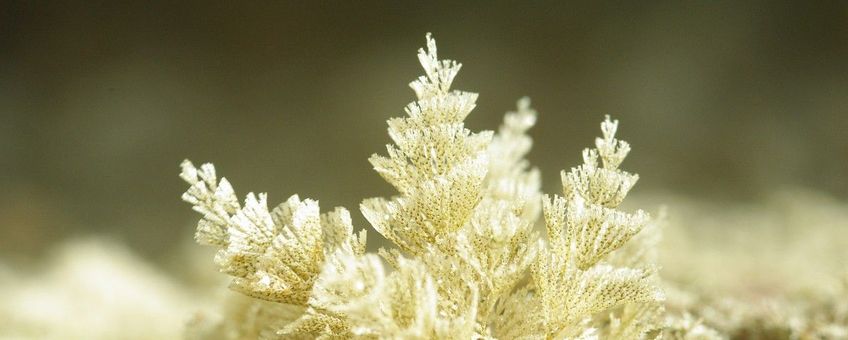 Bugula plumosa, Spiraalmosdiertje