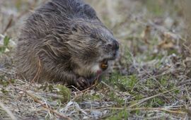 Wilde bever in Noorwegen, Eurasian beaver or European beaver (Castor fiber)