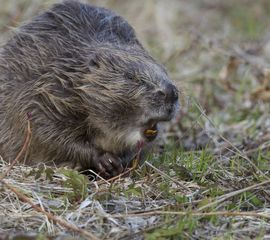 Wilde bever in Noorwegen, Eurasian beaver or European beaver (Castor fiber)