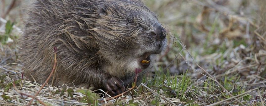 Wilde bever in Noorwegen, Eurasian beaver or European beaver (Castor fiber)