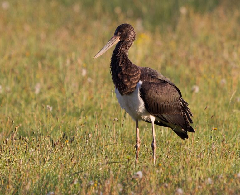 Meestal zien zwarte ooievaars er in Nederland zo uit, jonge vogels met nog weinig kleur in de poten en snavel