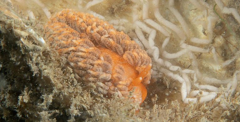 Kleine vlokslak (Aeolidiella glauca). Voorheen dachten we dat dit een Verborgen vlokslak (Aeolidiella sanguinea) was, zie verder in dit artikel. Determinatie is op basis van het DNA-profiel