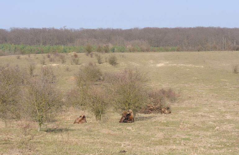 Kraansvlakstieren rusten uit in Milovice