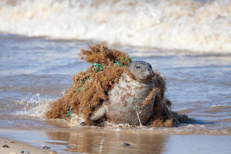 Zeehond verstrikt in plastic