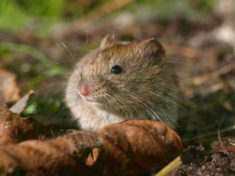 Rosse woelmuis