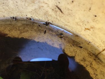 Eitjes en muggenlarven in emmer met water