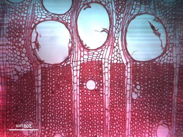 Microscopische opname teakhout