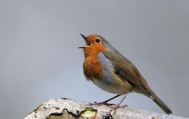 Zingende roodborst