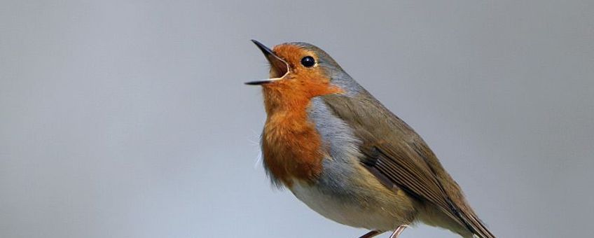 Zingende roodborst