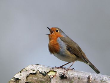 Zingende roodborst