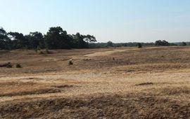 Kars Veling Kootwijkerzand - primair