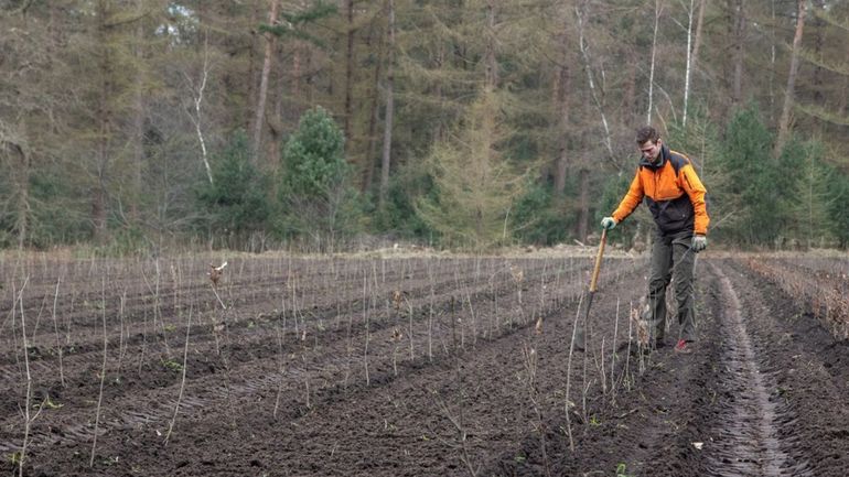 Nieuw aangeplant bos