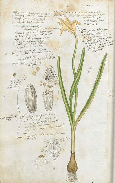 Per la ricerca sono stati ricercati molti documenti storici, come questa illustrazione del XVI secolo del tulipano selvatico