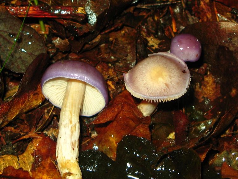 Paarse galgordijnzwam (Cortinarius croceocaeruleus)