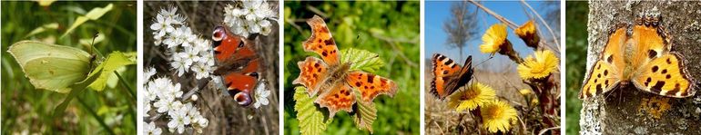 De vijf vlinderoverwinteraars: v.l.n.r. citroenvlinder, dagpauwoog, gehakkelde aurelia, kleine vos en grote vos