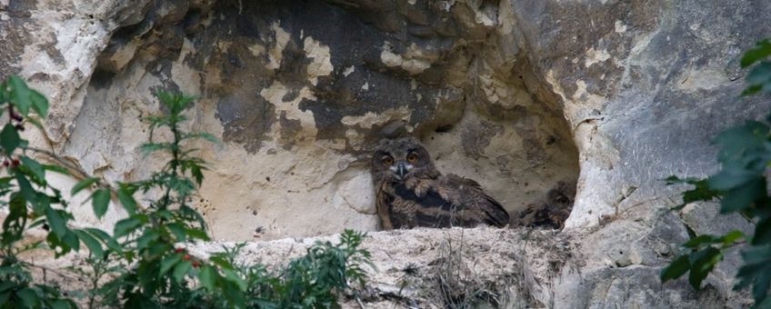 Oehoe op nestlocatie in Limburg