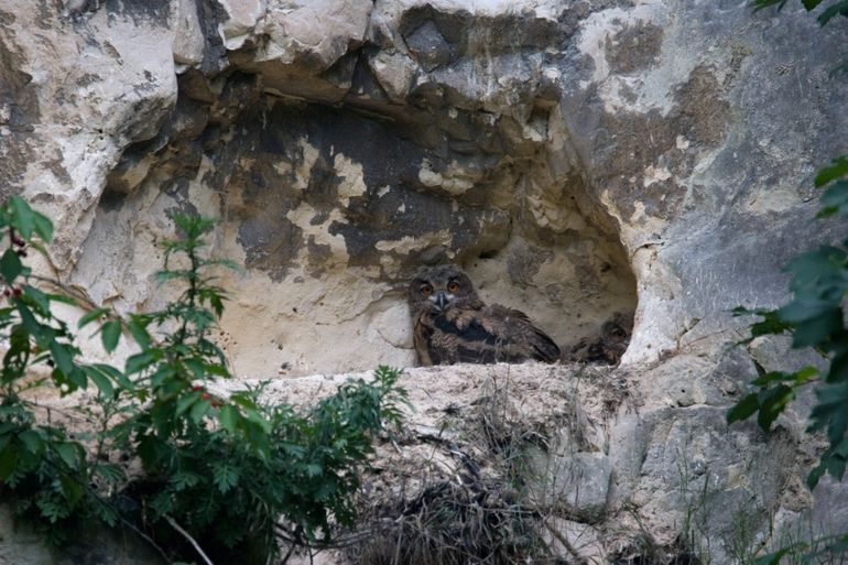 Oehoe op nestlocatie in Limburg