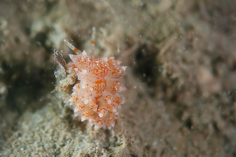 Bleke knuppelslak Eubranchus pallidus, Den Helder (Noordzee), 2011. De gepigmenteerde vorm heeft oranje vlekken op zowel het lichaam als de cerata. Verder is het wit-oranje-wit patroon in de toppen van de cerata duidelijk te zien