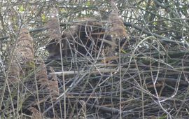 bever op burcht