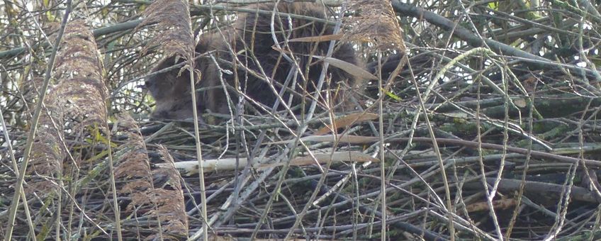 bever op burcht