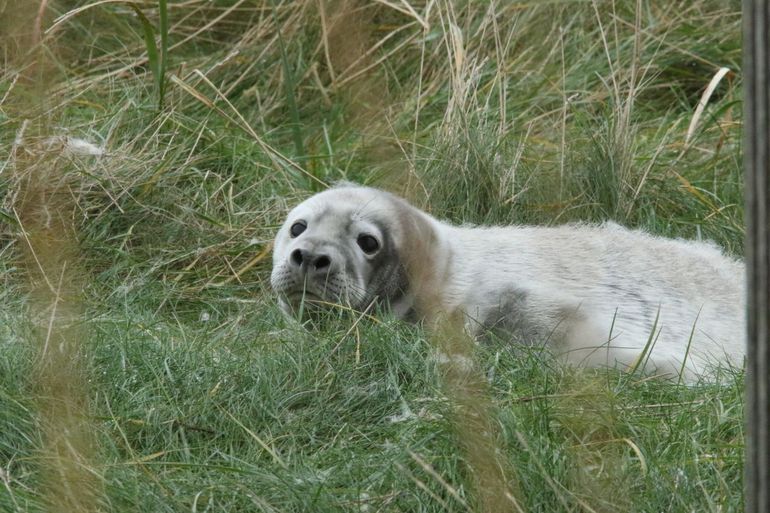Een jonge pup verliest zijn babyvacht