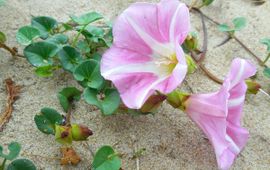 Ed Stikvoort (Saxifraga) Zeewinde