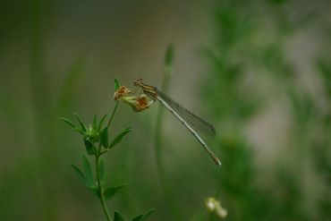 Witte breedscheenjuffer, vrouw
