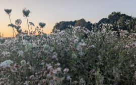 Pluis akkerdistels in de berm, Dwarswatering Leiderdorp, 14 juli 2026