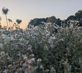 Pluis akkerdistels in de berm, Dwarswatering Leiderdorp, 14 juli 2026