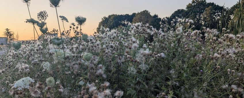 Pluis akkerdistels in de berm, Dwarswatering Leiderdorp, 14 juli 2026