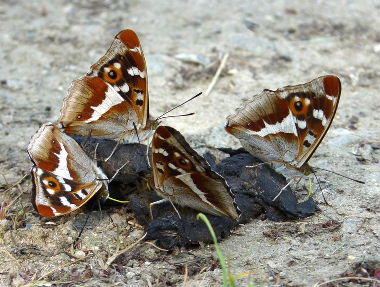 Grote weerschijnvlinders op vossenpoep