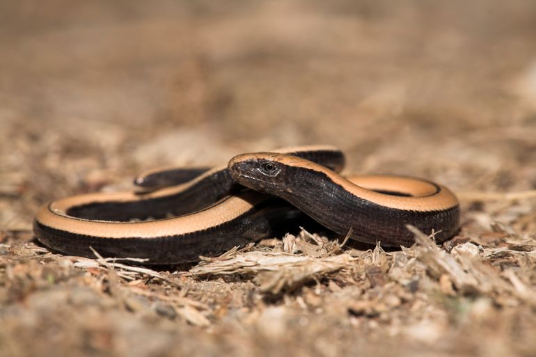 Jonge hazelworm