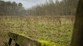 De nieuwe bosaanplant