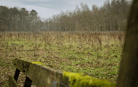 De nieuwe bosaanplant