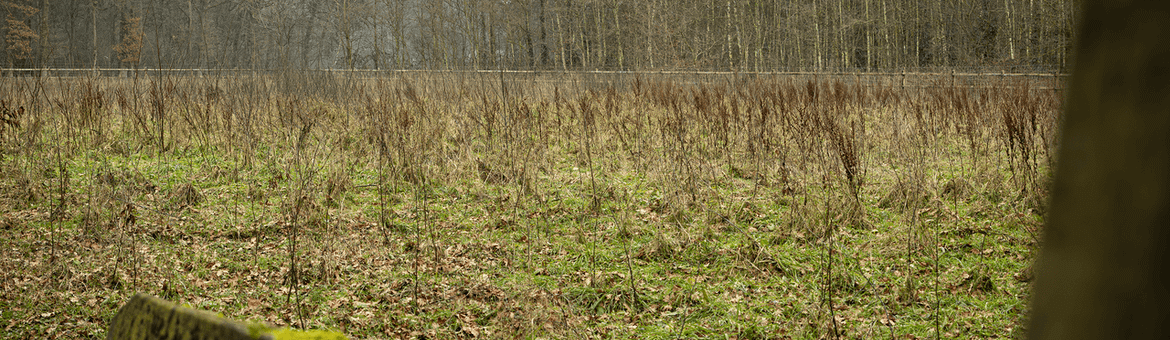 De nieuwe bosaanplant