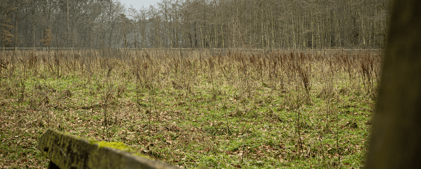 De nieuwe bosaanplant