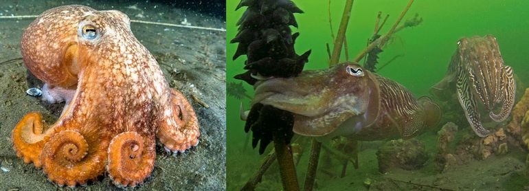 Inktvissen hebben niet één hart maar drie. Links: Kleine octopus (Eledone cirrhosa), voor de kust van Callantsoog (Bron Mark Barto). Rechts: Zeekat-vrouwtje dat in de Oosterschelde eieren afzet