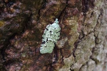 Groene bladroller (Acleris literana)