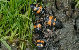 Ed Colijn Nicrophorus vespilloides