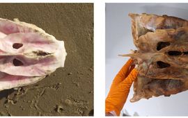 Danny Marees en Naturalis Links schedel-onderdeel (neurocranium) tonijn van het strand van Den Helder, rechts een exemplaar uit de collectie van Naturalis