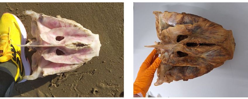 Links schedel-onderdeel (neurocranium) tonijn van het strand van Den Helder, rechts een exemplaar uit de collectie van Naturalis