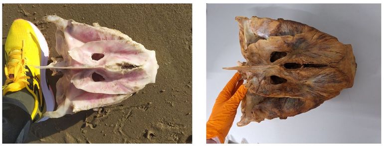 Links schedel-onderdeel (neurocranium) tonijn van het strand van Den Helder, rechts een exemplaar uit de collectie van Naturalis